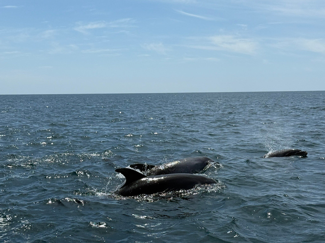 Wildwatch Algarve-费拉古多必去景点