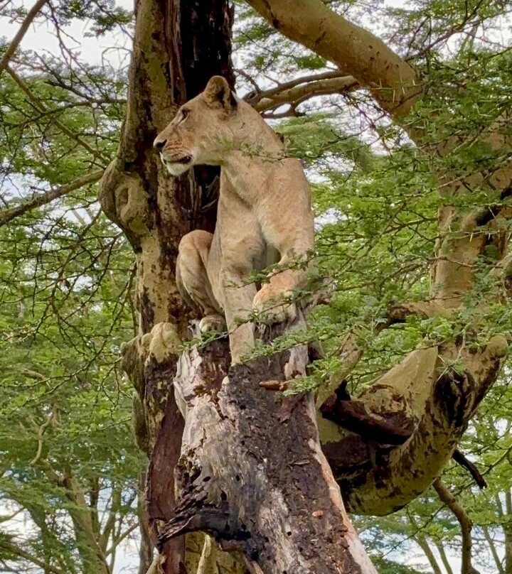 Safari Monks景点图片