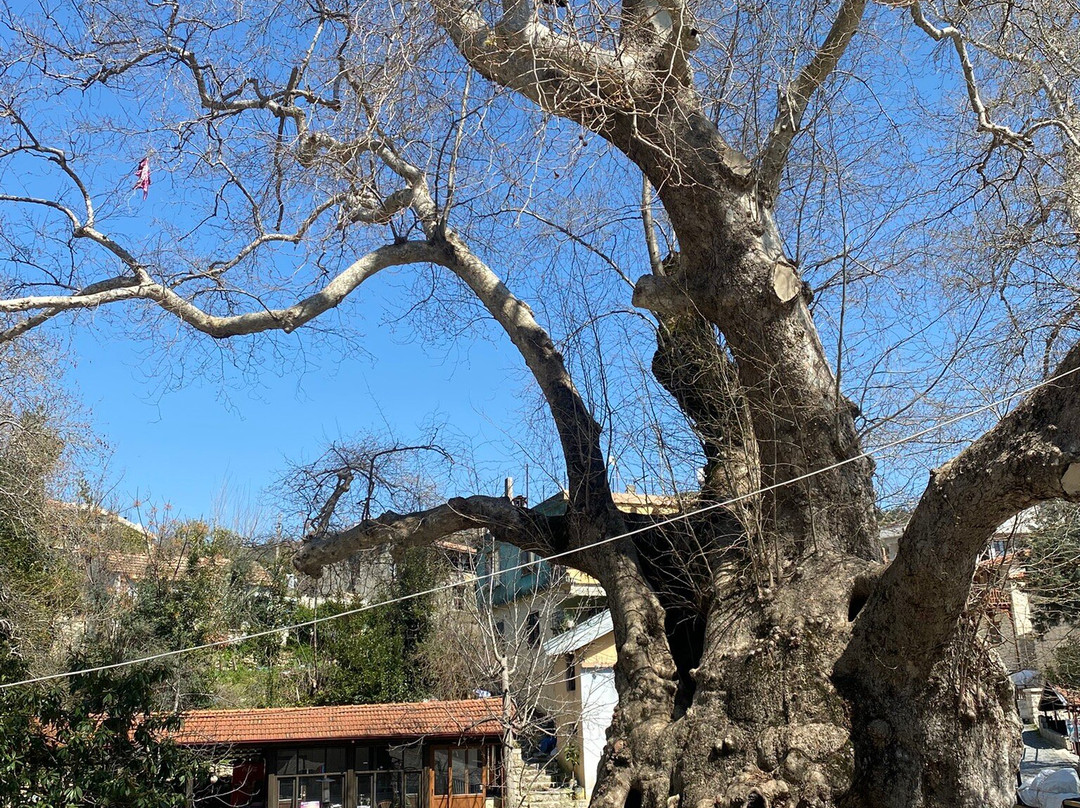 Hidirbey Musa Agaci-安塔基亚必去景点