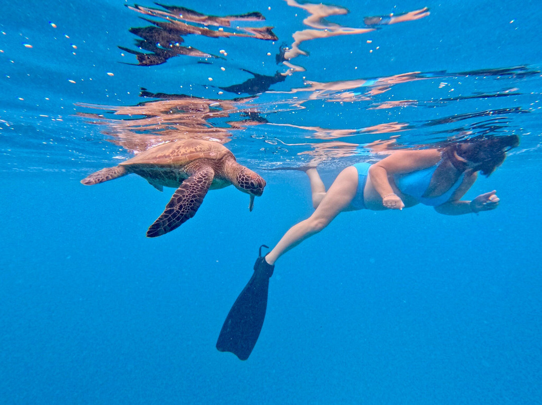 Kali & Kato's Rarotonga Turtle Tours-Takitumu District必去景点