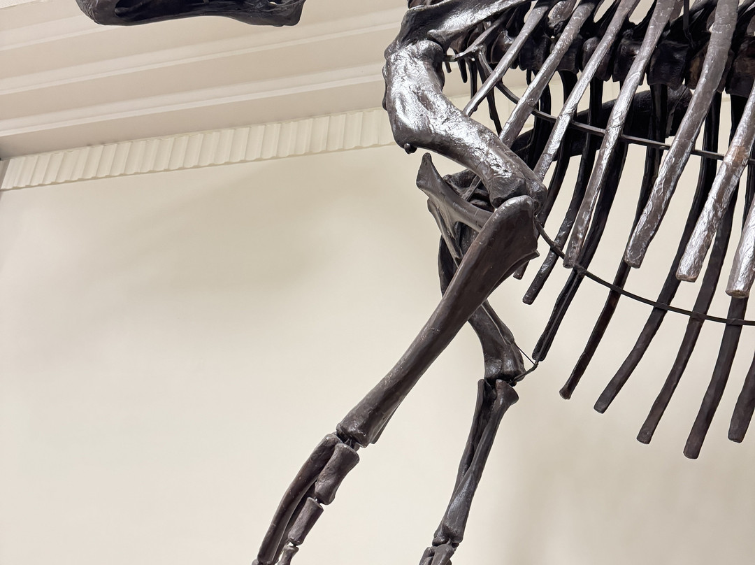 Museum of Geology-拉皮德城必去景点