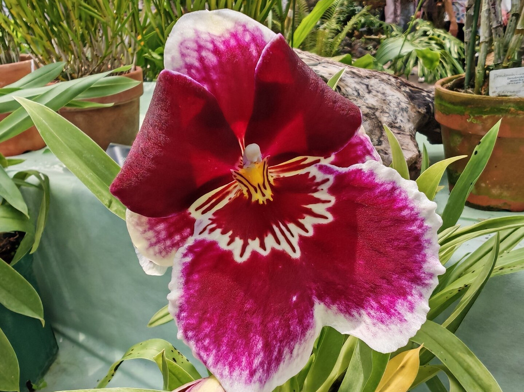 Jindai Botanical Park-调布市必去景点