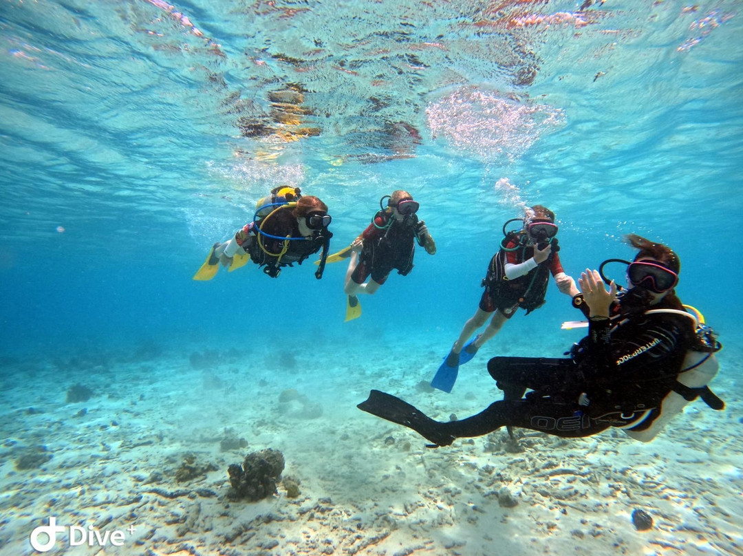 Dushi Diving-威廉斯塔德必去景点