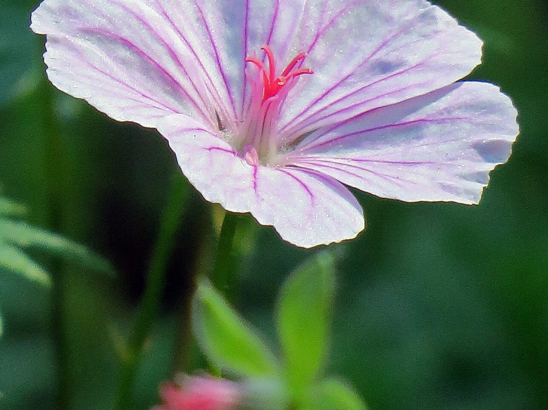 Leonard J. Buck Garden-Far Hills必去景点