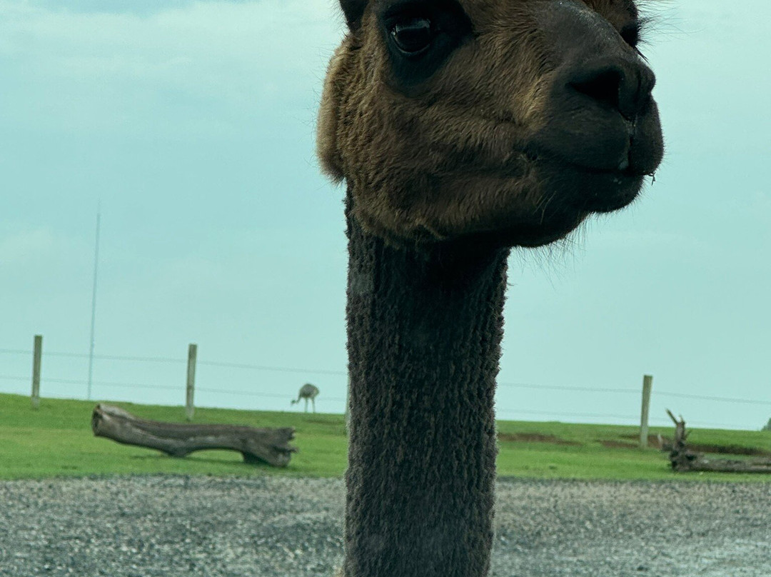 Tennessee Safari Park-Alamo必去景点
