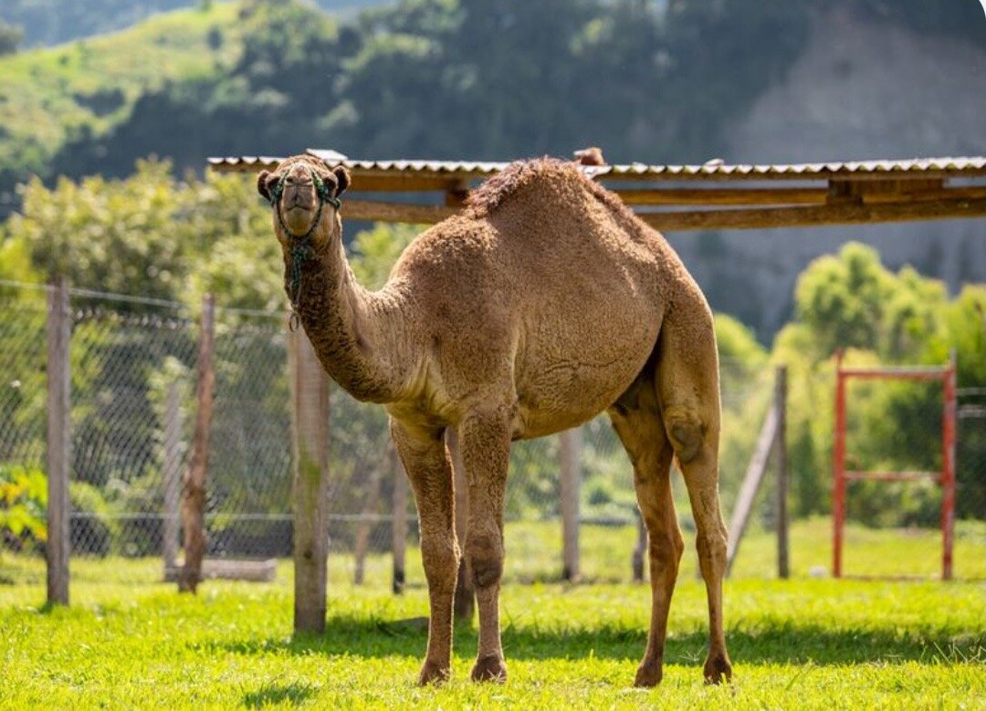 Granja Animalia景点图片