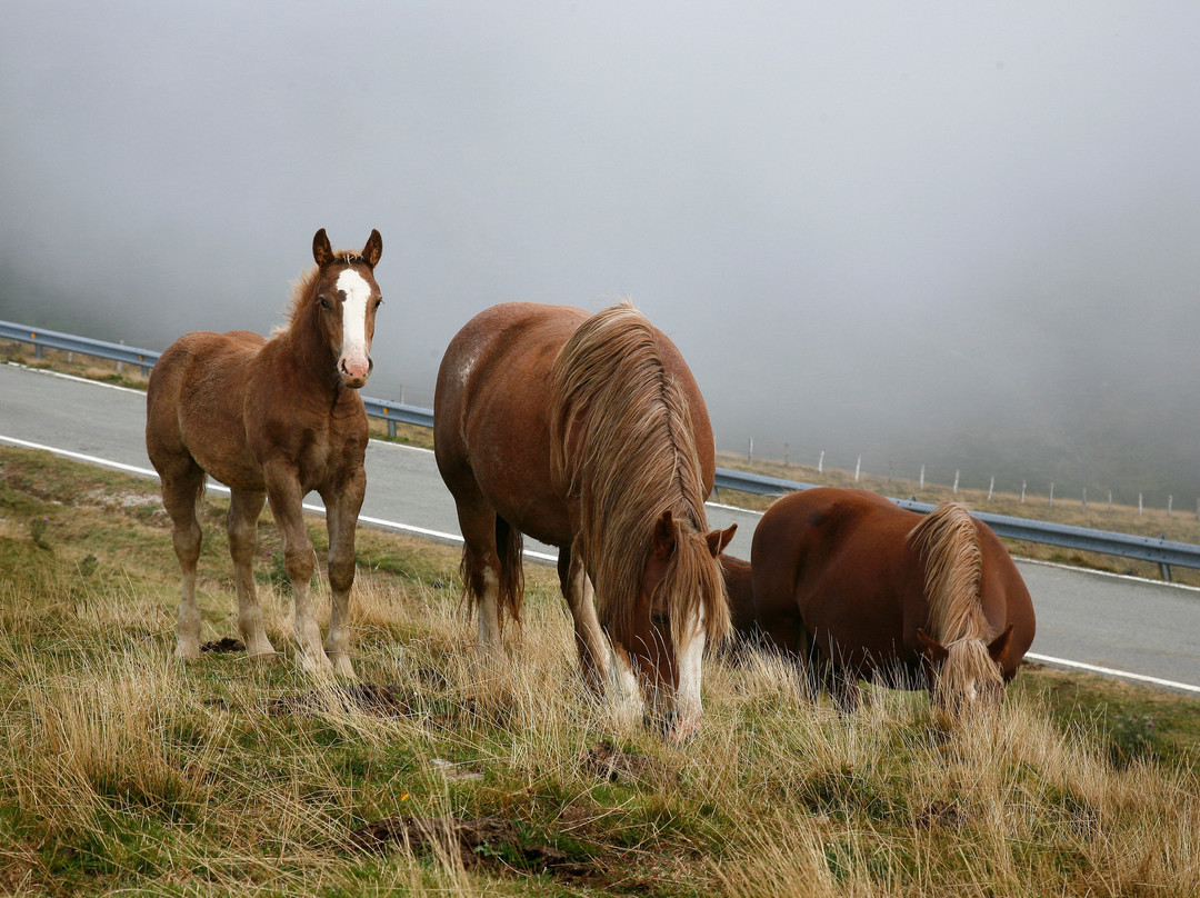 Selva de Irati-纳瓦拉必去景点