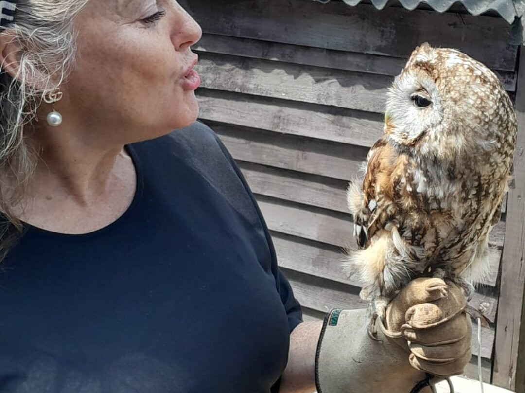 West Sussex Falconry景点图片