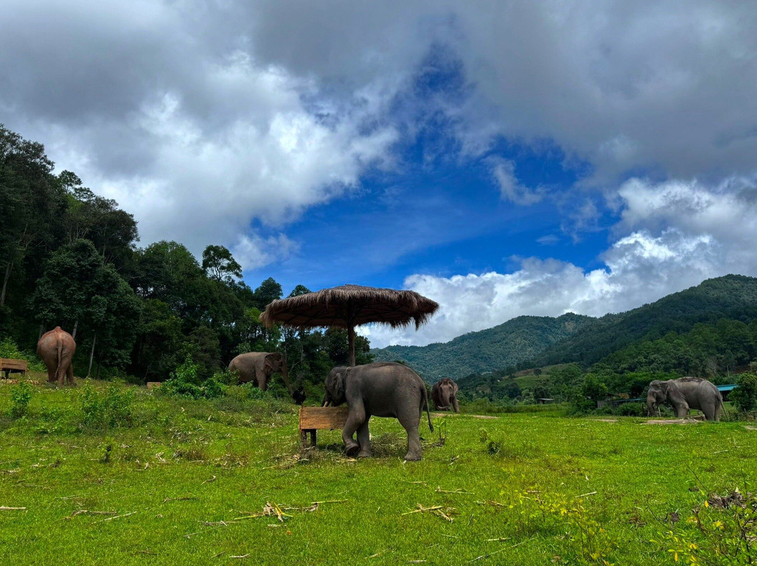 Big Boy Elephant Sanctuary