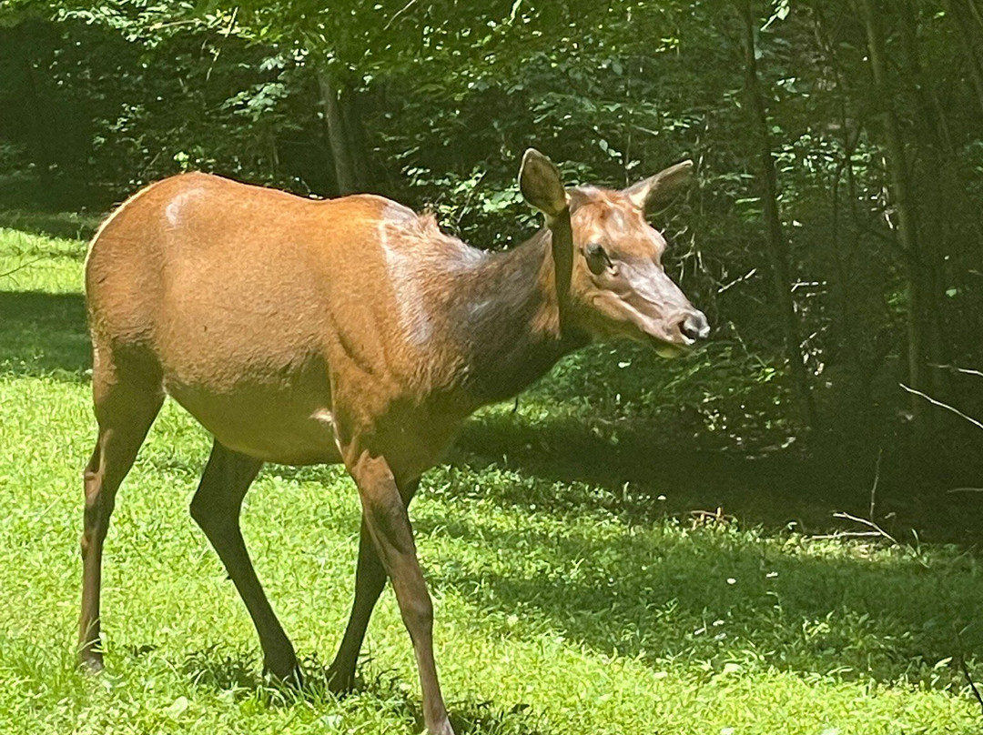Cherokee Visitor's Center-切罗基必去景点