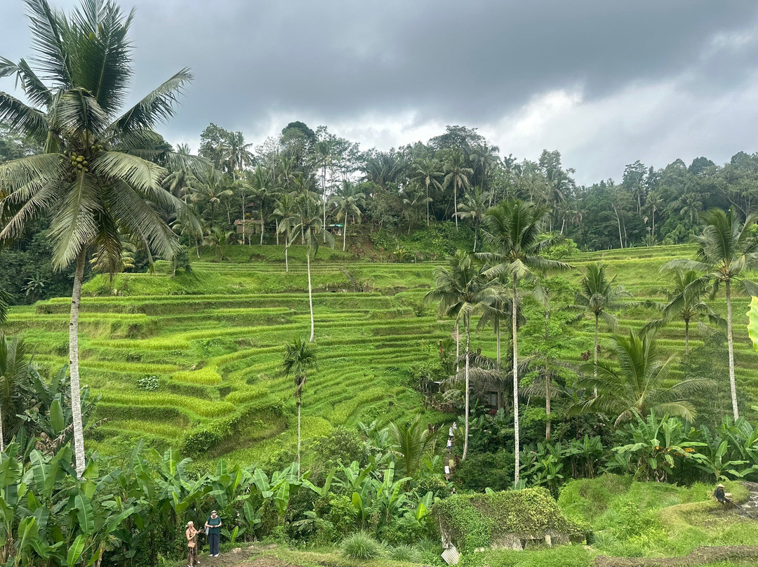 Juna Bali Transport-Kedisan必去景点