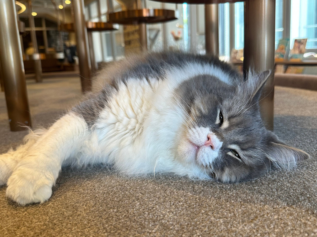 Cat Cafe Mocha Lounge Shibuya Koen-dori Branch-涩谷区必去景点