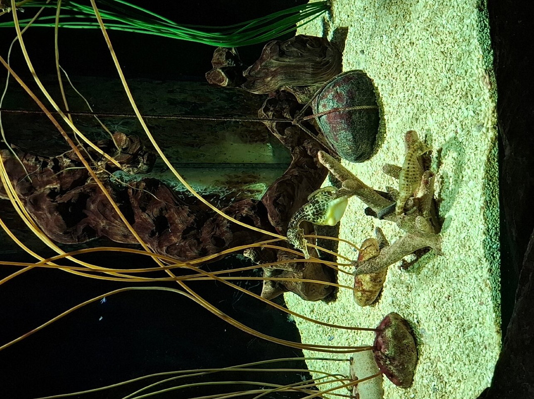 SEA LIFE Helsinki-赫尔辛基必去景点