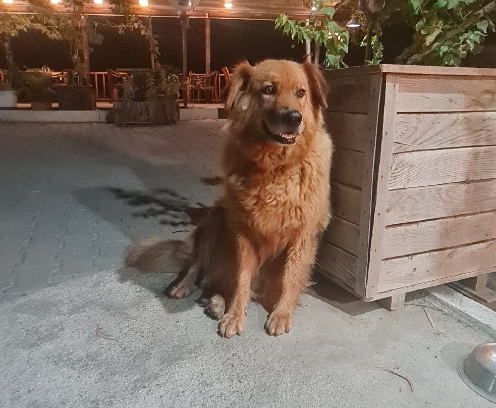 Deniz Kizi Hotel主图