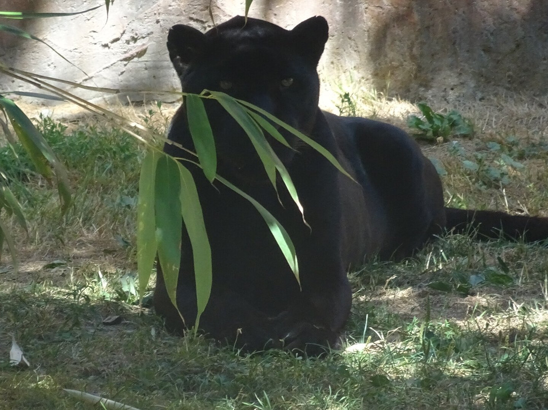 Le Domaine des Fauves-Les Abrets必去景点