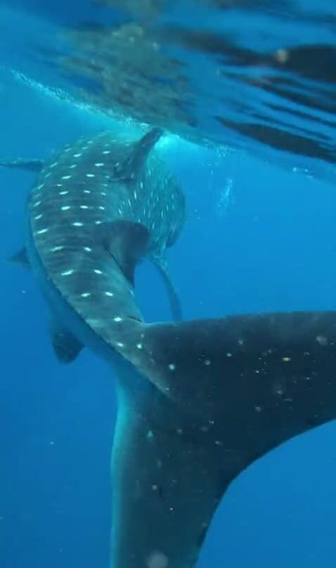 My Holbox Tours-Holbox必去景点