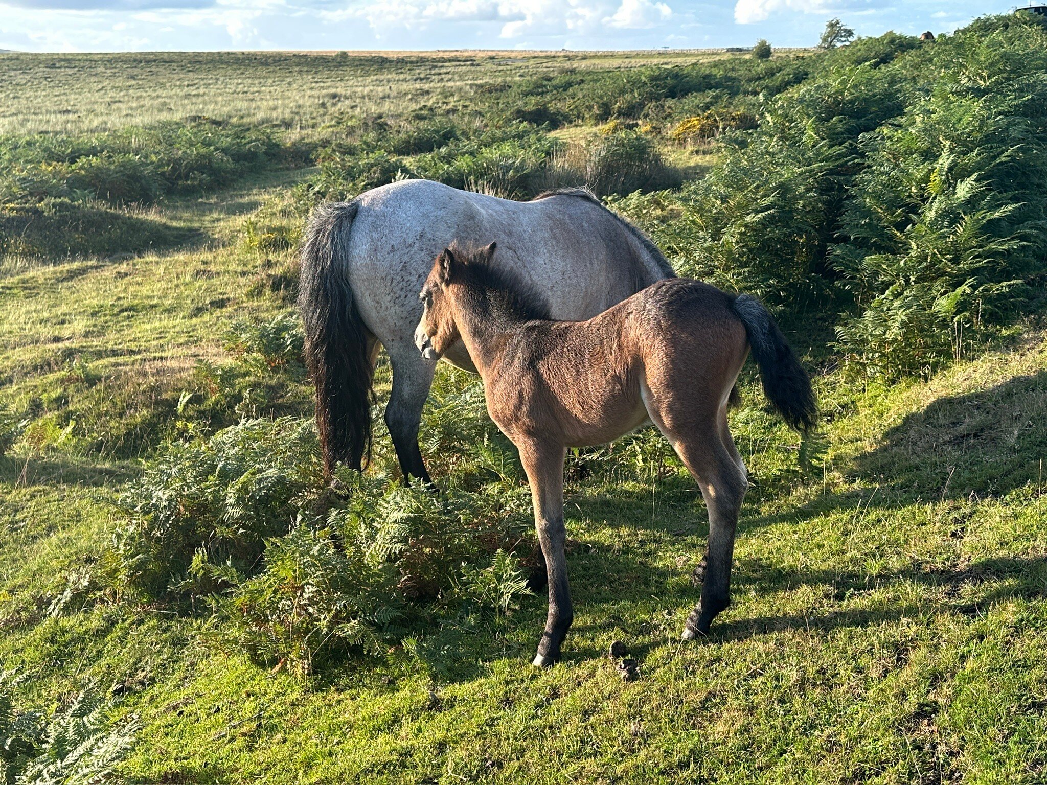 Moorcote Country Guest House, Moretonhampstead, Dartmoor-官方
