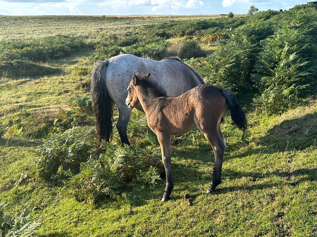 Moorcote Country Guest House, Moretonhampstead, Dartmoor主图