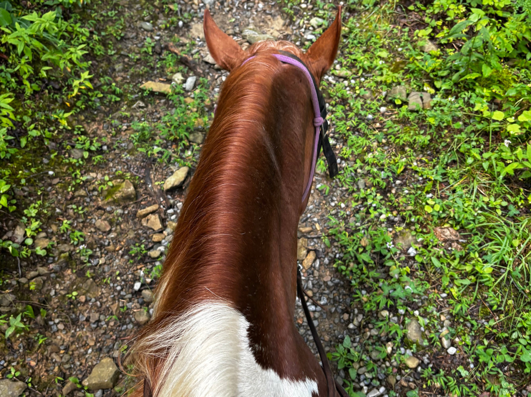 Sugarland Riding Stables-盖林柏格必去景点