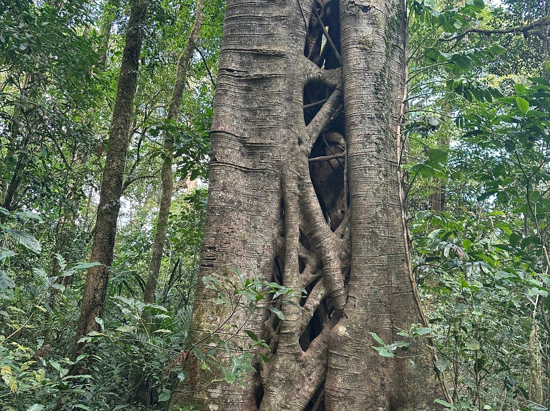 Tamblingan Jungle Trek And Lake Canoe Expedition-Buleleng必去景点