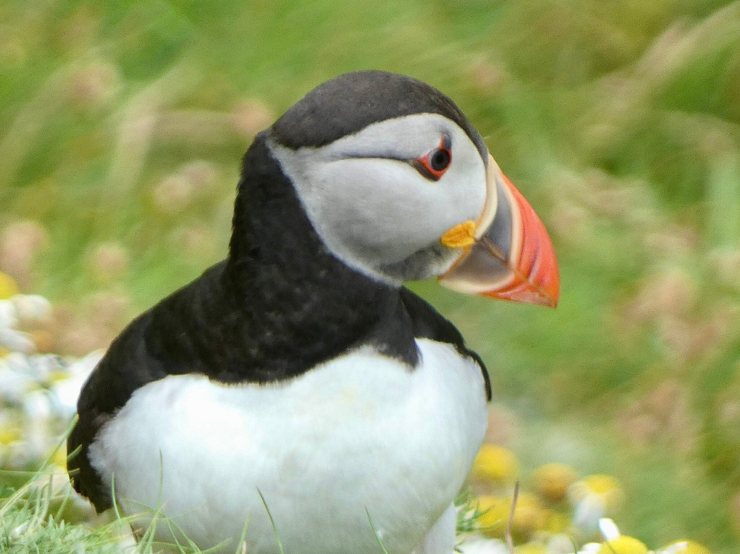 Shetland Explorer Tours-Lerwick必去景点