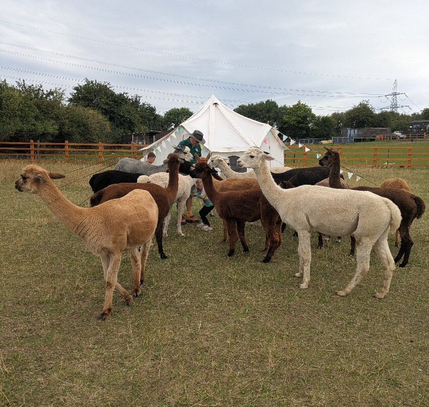 Tickhill Alpacas-Tickhill必去景点