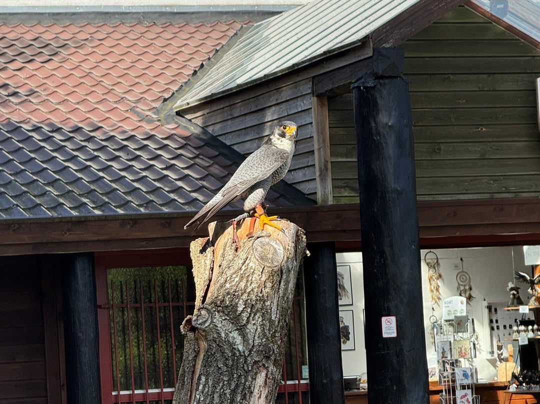 Eagle World-Bindslev必去景点