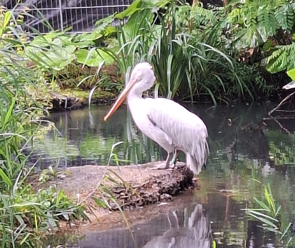 Zooparc Overloon-Overloon必去景点
