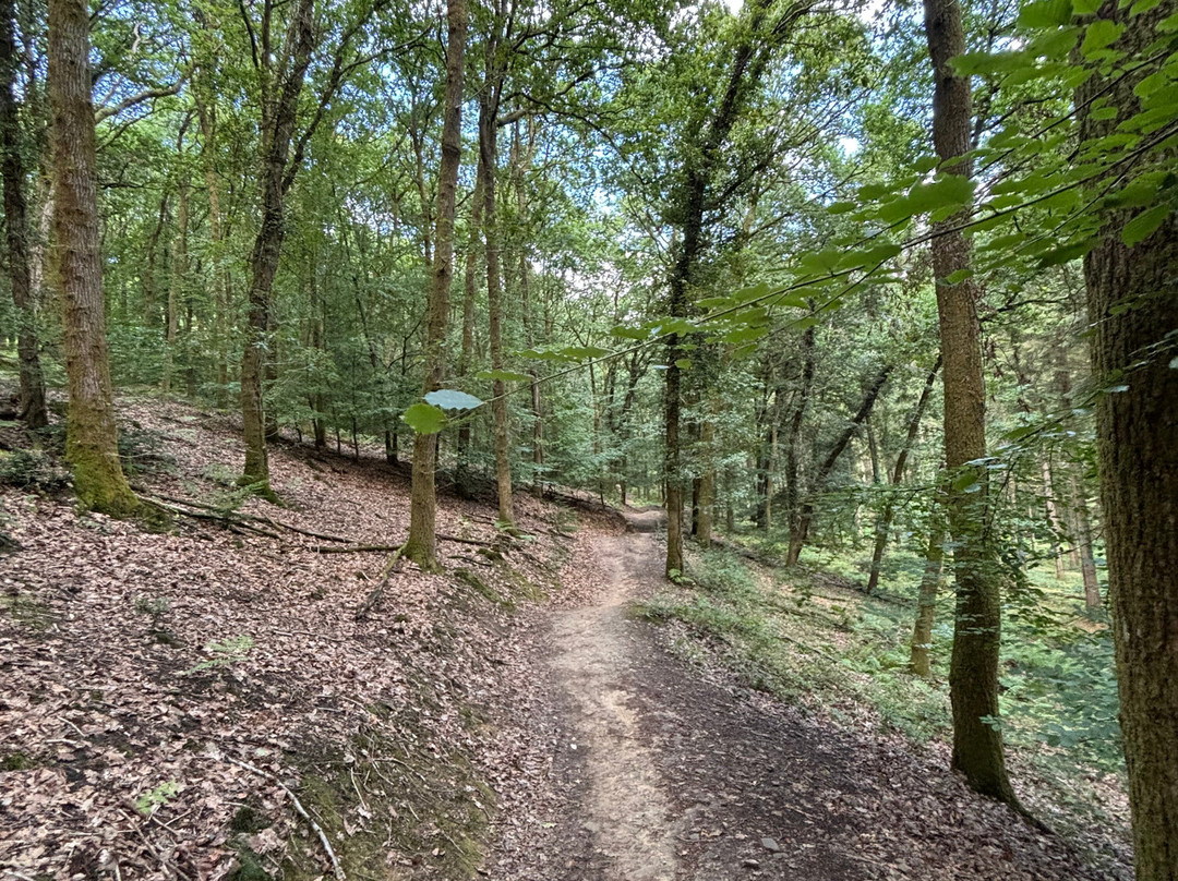 Forest of Dean Cycle Centre-Coleford必去景点
