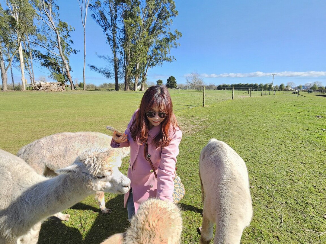 Cornerstone Alpaca Farm-戈登顿必去景点