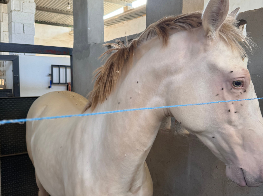 Hipica Gilillo-San Miguel de Salinas必去景点