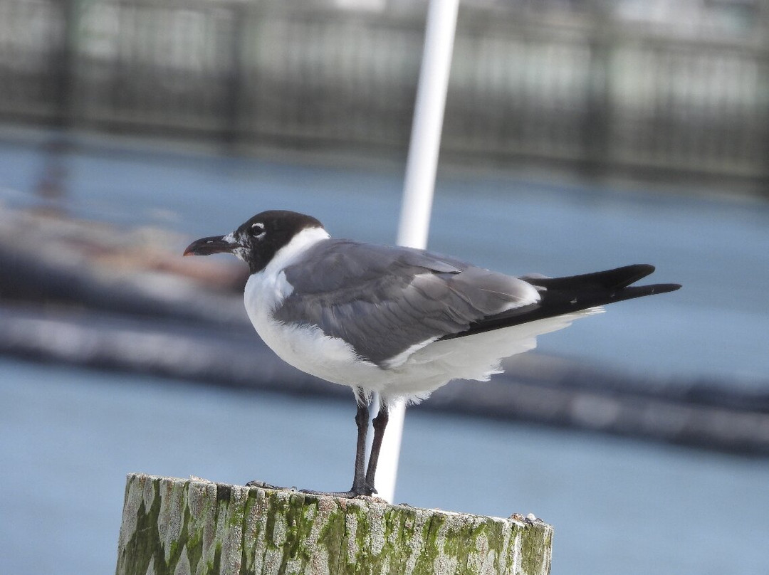 Mad Viking Dock Bar & Grill