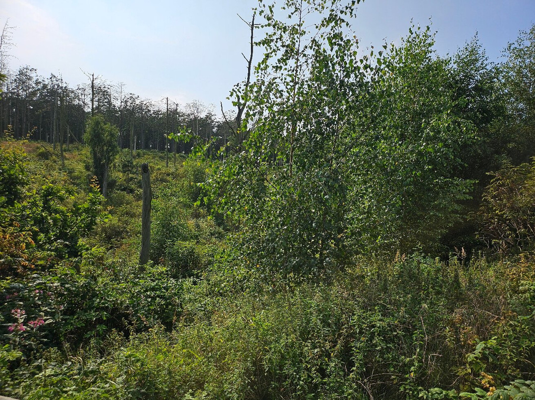 Herons and Cormorants Colony of Juodkrantė-Juodkrante必去景点