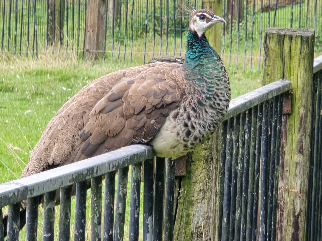 Uilen- en Dierenpark De Paay-Beesd必去景点