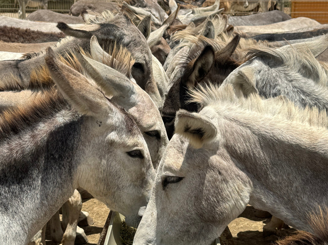 Donkey Sanctuary Bonaire-博奈尔岛必去景点