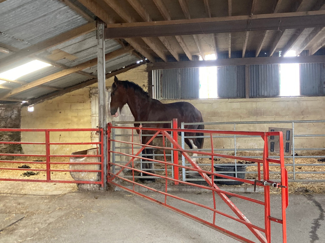 Dyfed Shire Horse Farm-Eglwyswrw必去景点