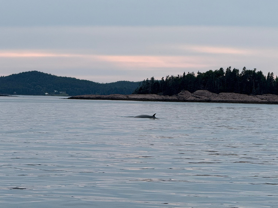 East Quoddy Tours-Campobello Island必去景点