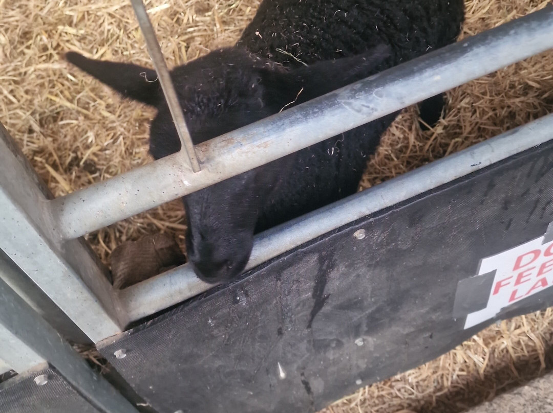 Foel Farm Country Cafe