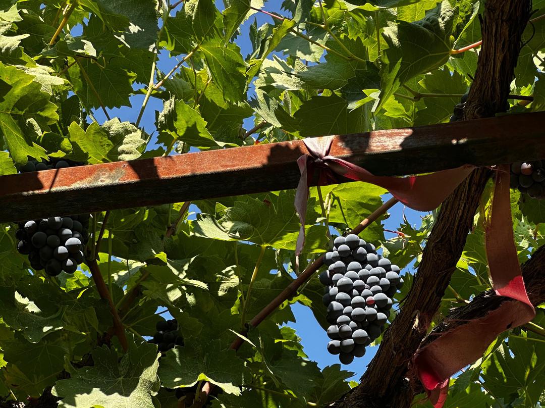 Ktima Palivou-Nemea必去景点