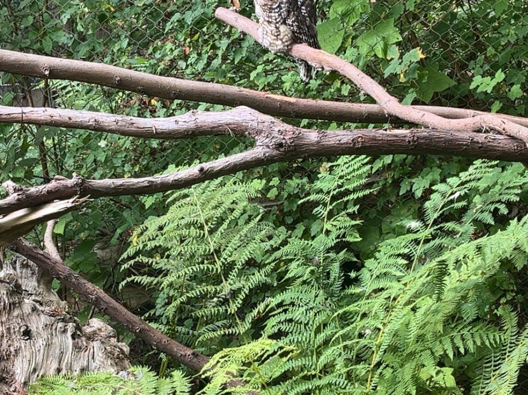 Sequoia Park-尤里卡必去景点