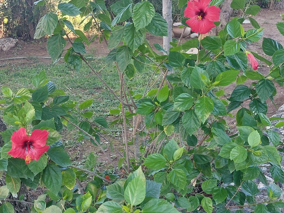 Hotel Villaggio Pineta Petto Bianco主图