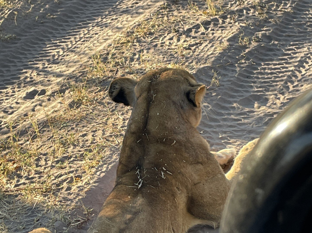Shangana Safaris Okavango Botswana-马翁必去景点