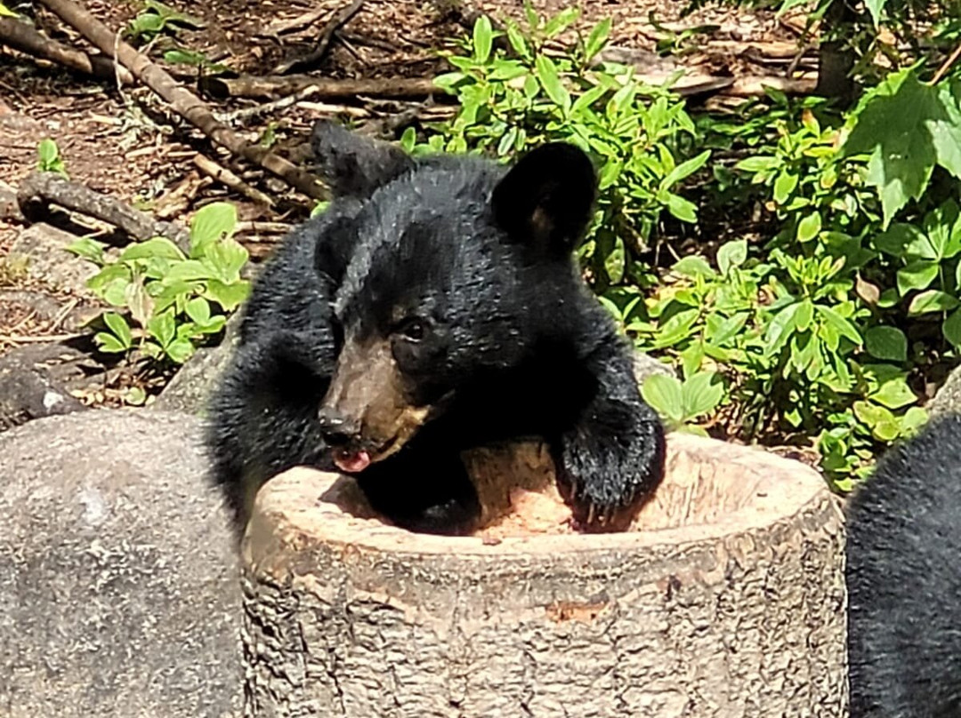 Domaine Le Pic Bois-拉马尔拜必去景点