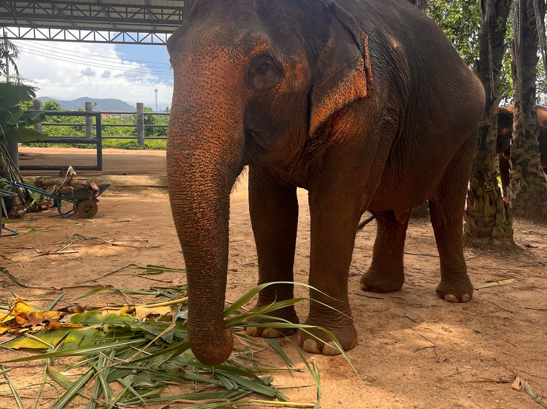 Phuket Elephant Nature Reserve-他朗必去景点
