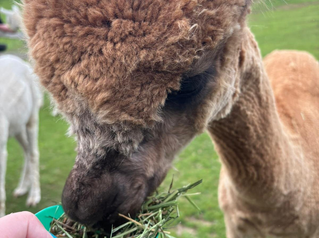Antur Alpaca At Geufron Farm-Tywyn必去景点