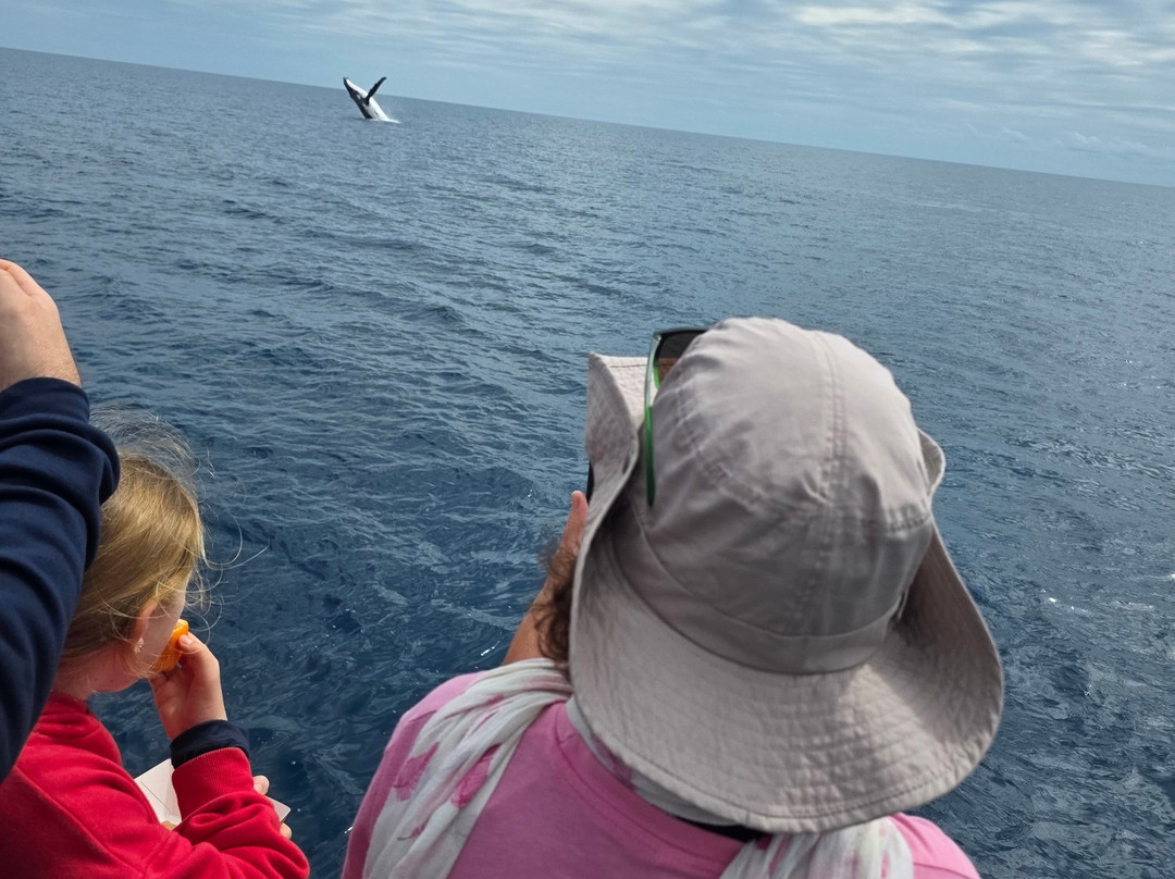 Hervey Bay Whale Watch-尤兰根必去景点