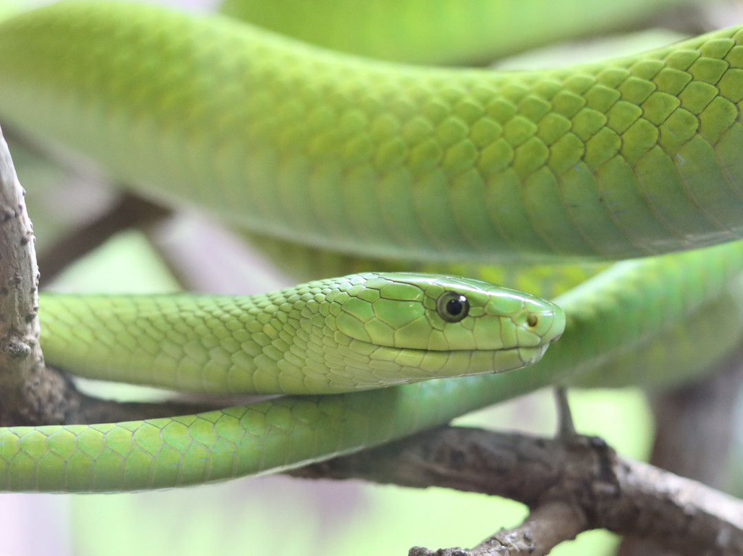 The National Reptile Zoo-基尔肯尼必去景点