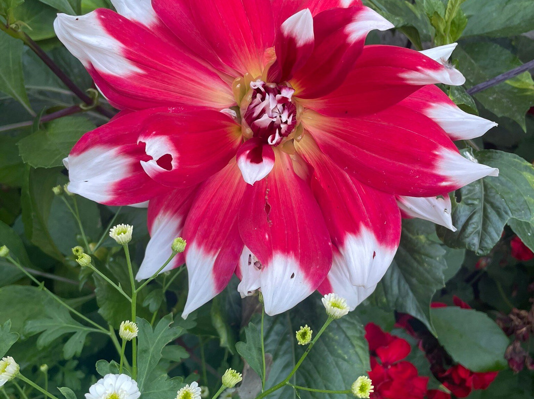 Lopez Islander Resort主图