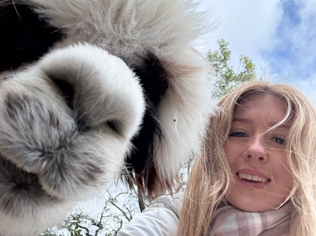 Loch Ness Alpacas-因弗内斯必去景点