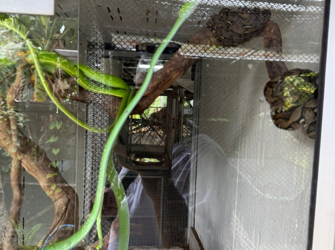 Cobra Show Thailand-苏梅岛必去景点